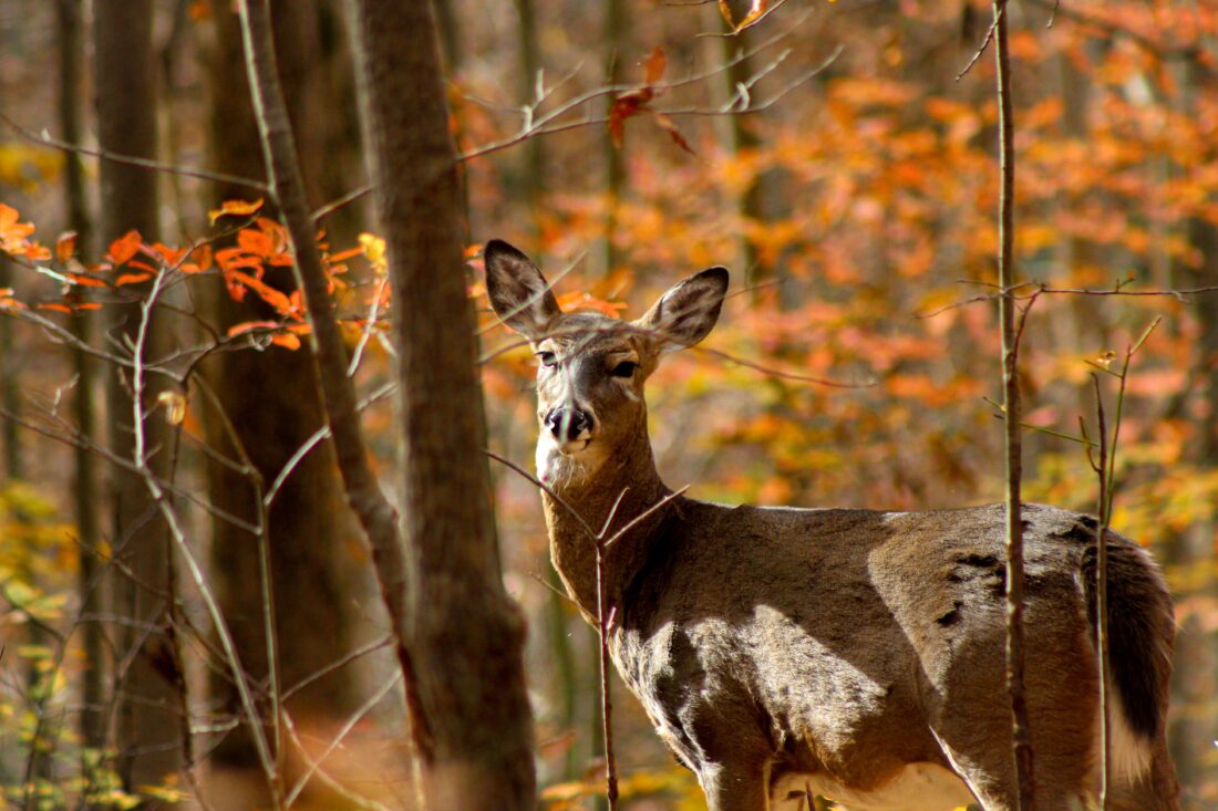 ODNR partners with Farmers and Hunters Feeding the Hungry to donate venison | News, Sports, Jobs - Vimarsana News
